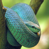 white-lipped blue snake