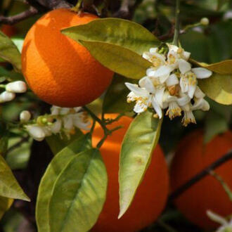 orange tree orange tree